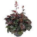 Afbeelding van VP Heuchera P19 Villossa Hip Hip Hooray